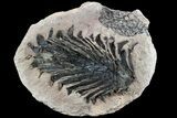 Rare, Miocene Fossil Pine Cone - Czech Republic #77947-1